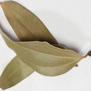 Bay Leaf / Tej Patta - तेज़ पत्ता