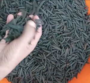 Thippili - Long Pepper - पीपर / पीपल