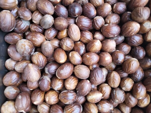 Nutmeg - जायफल - Image 6